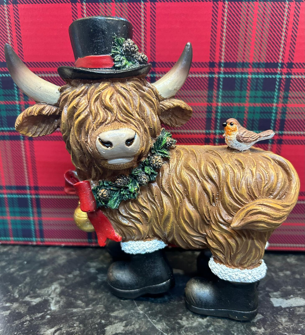 Angus - Highland Coo